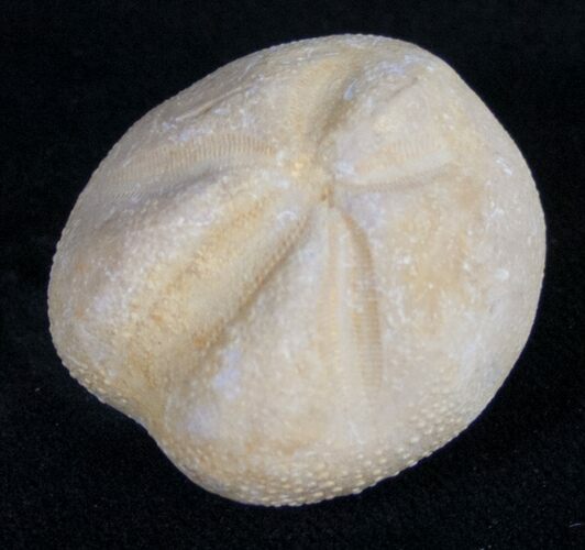 Cretaceous Mecaster Fossil Urchin - Morocco #10623